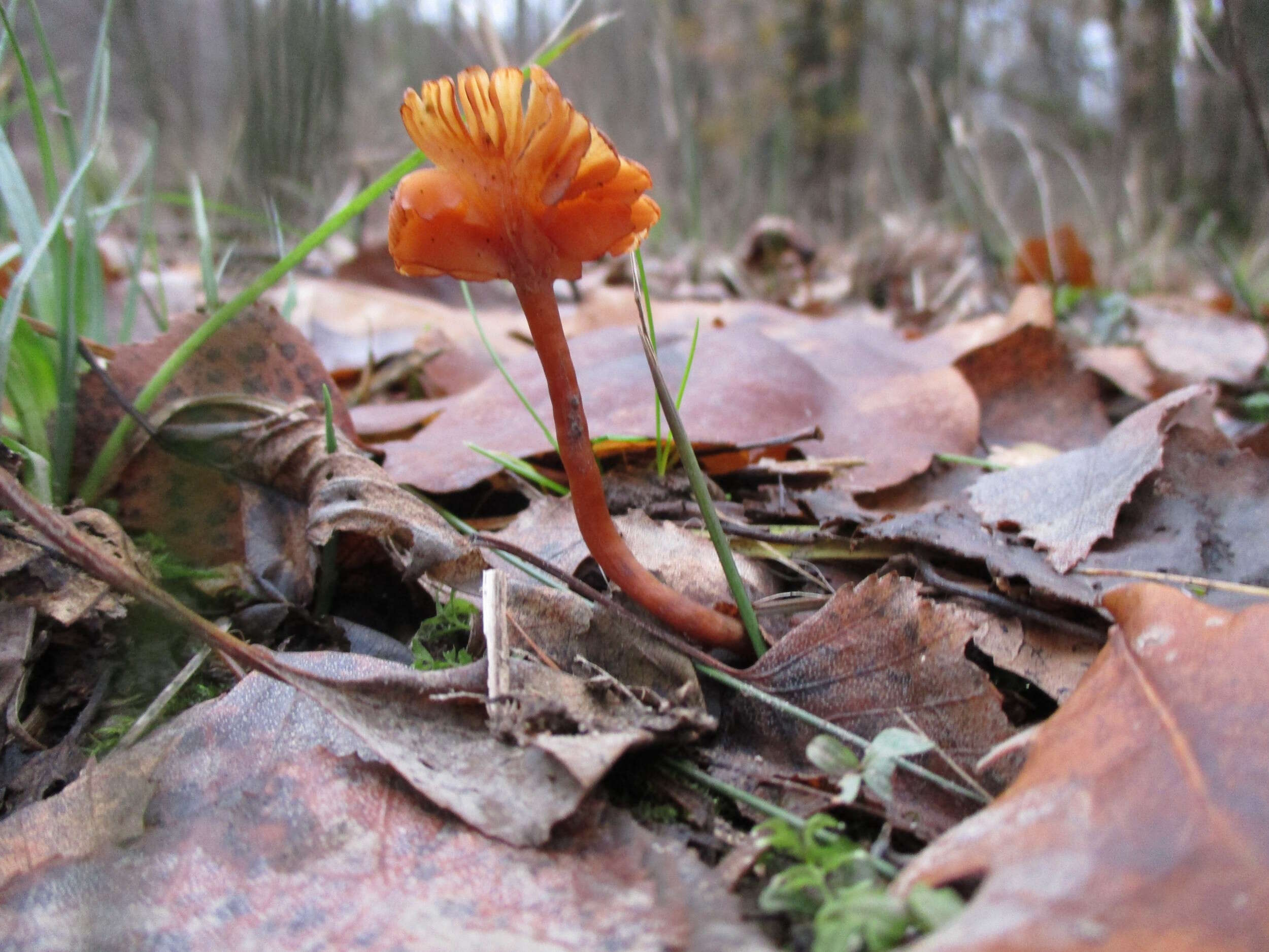 Image of Galerina marginata (Batsch) Kühner 1935