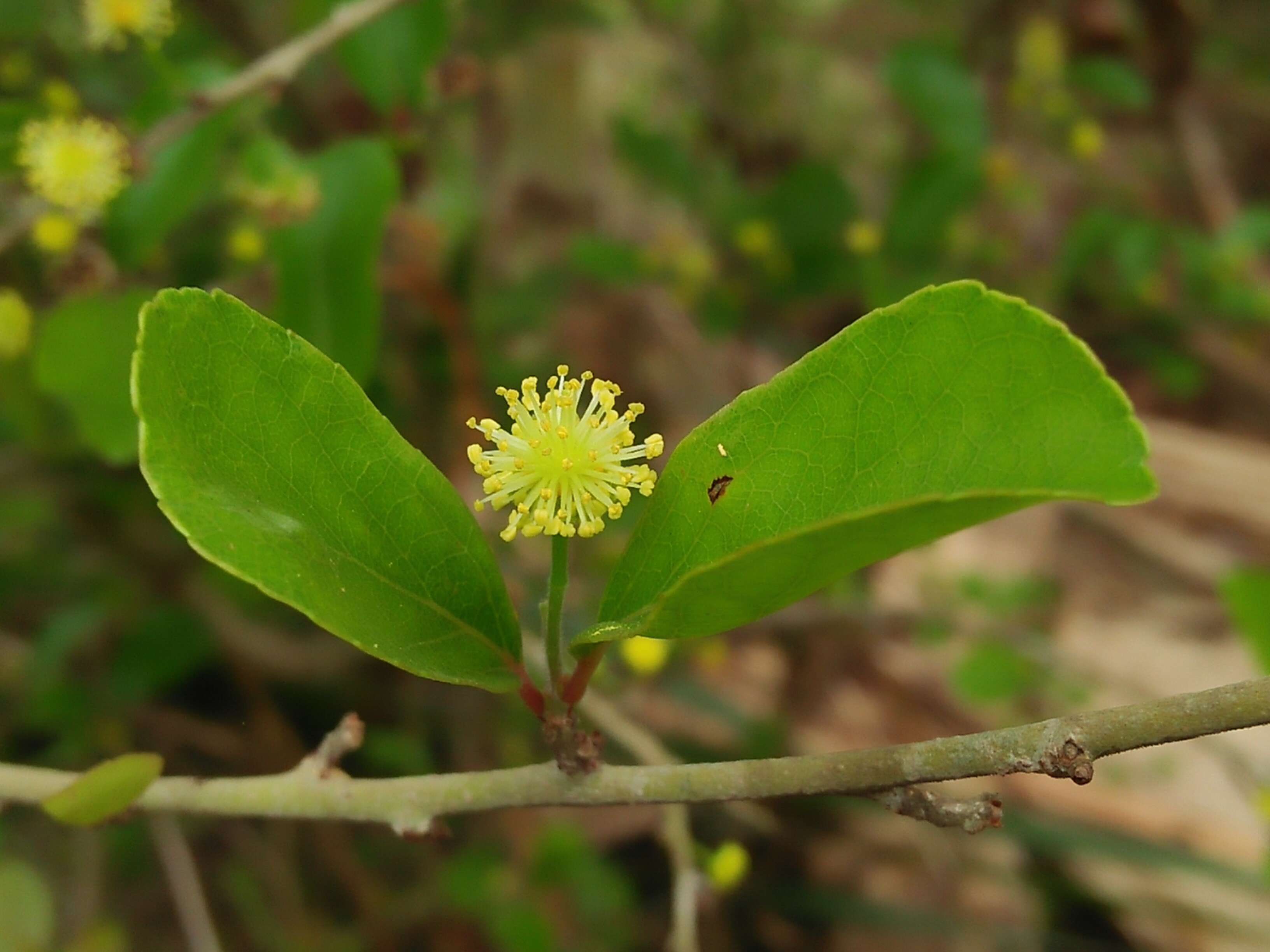 Image of governor's plum