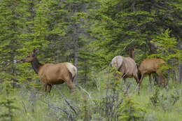 Image of Cervus canadensis nelsoni