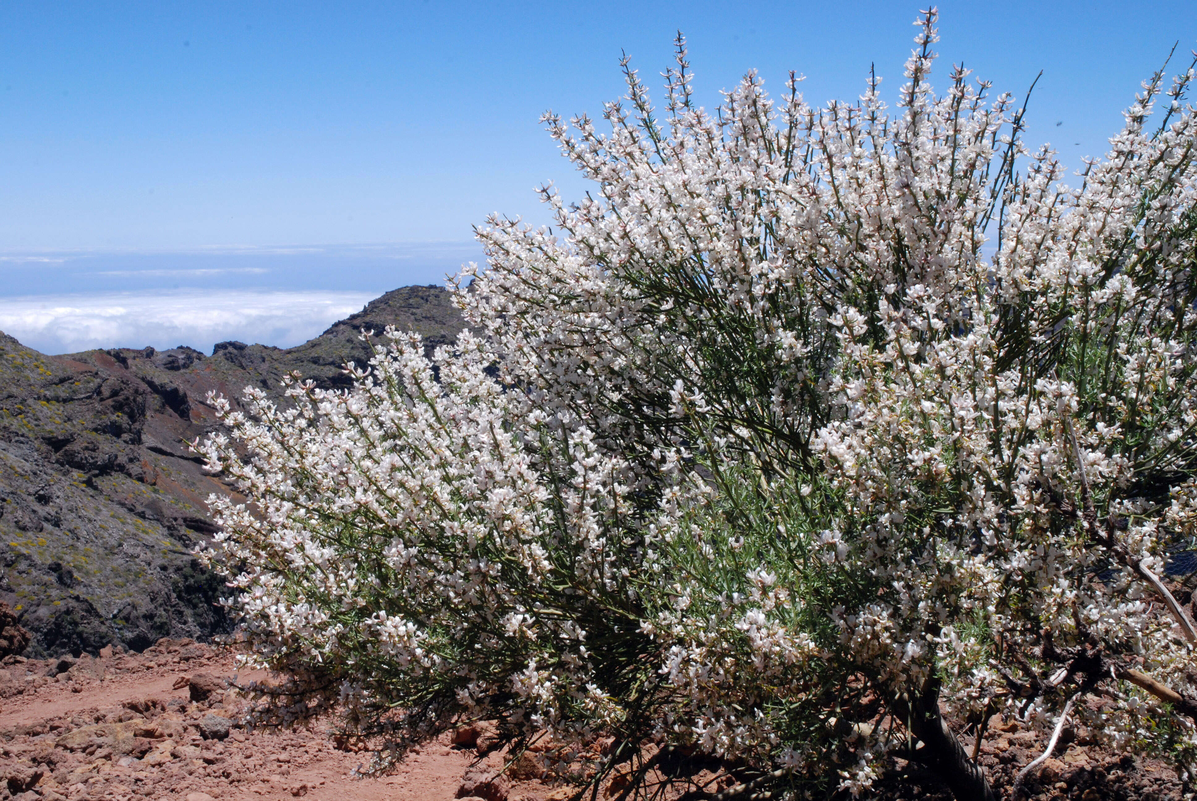 Image de Cytisus supranubius (L. fil.) Kuntze