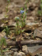 Image of Dillenius' speedwell