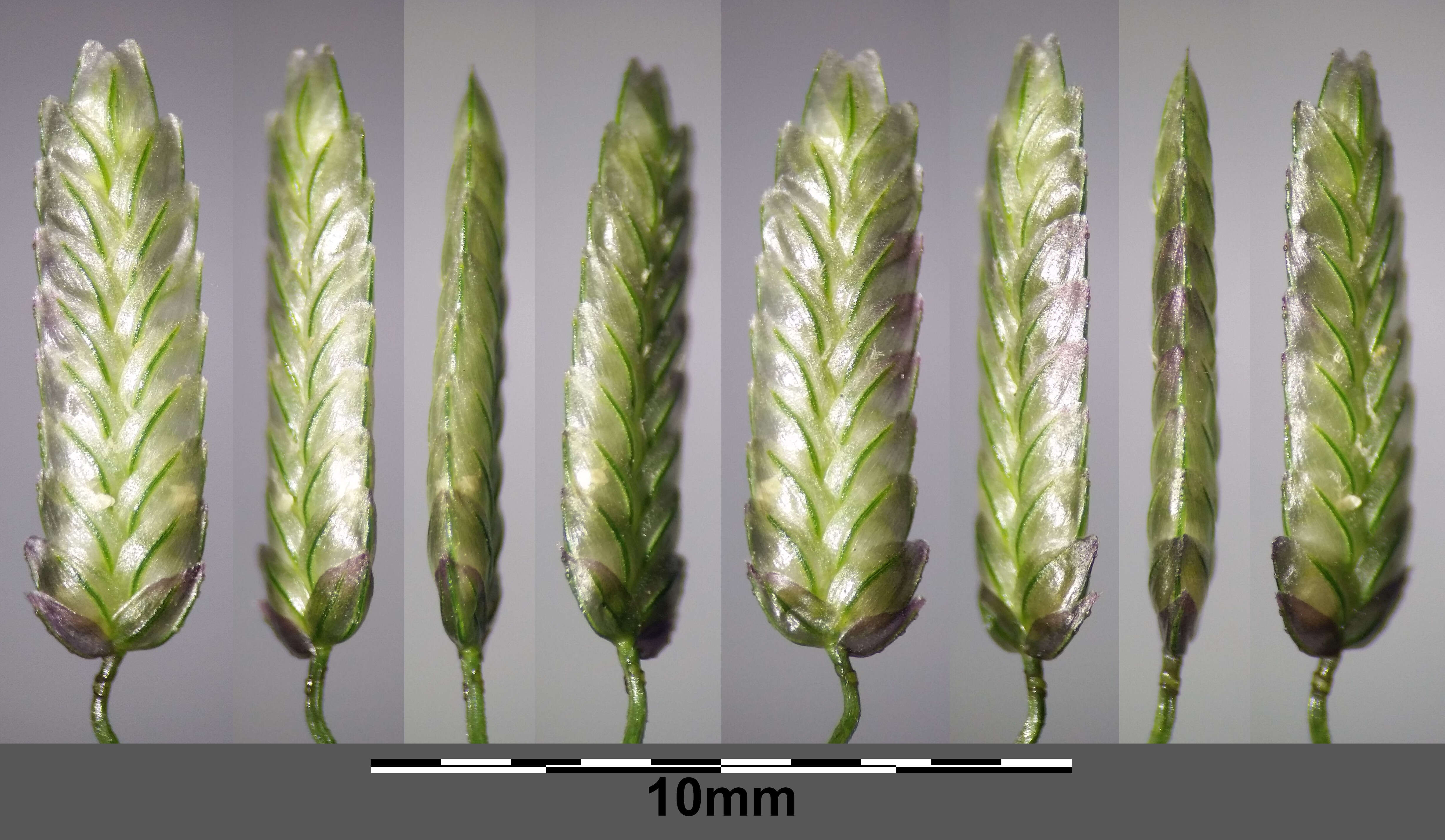 Imagem de Eragrostis cilianensis (All.) Janch.