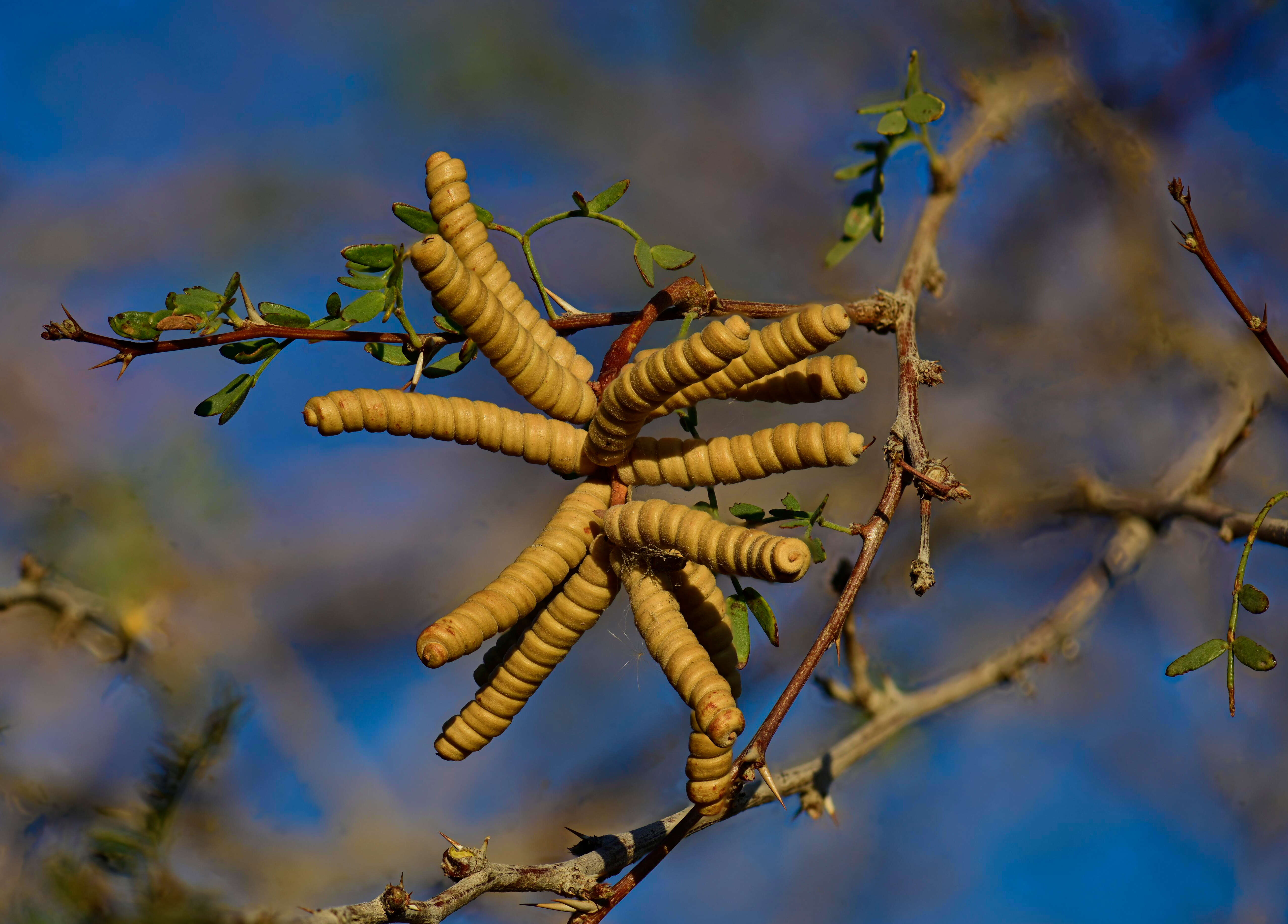 Sivun Prosopis pubescens Benth. kuva