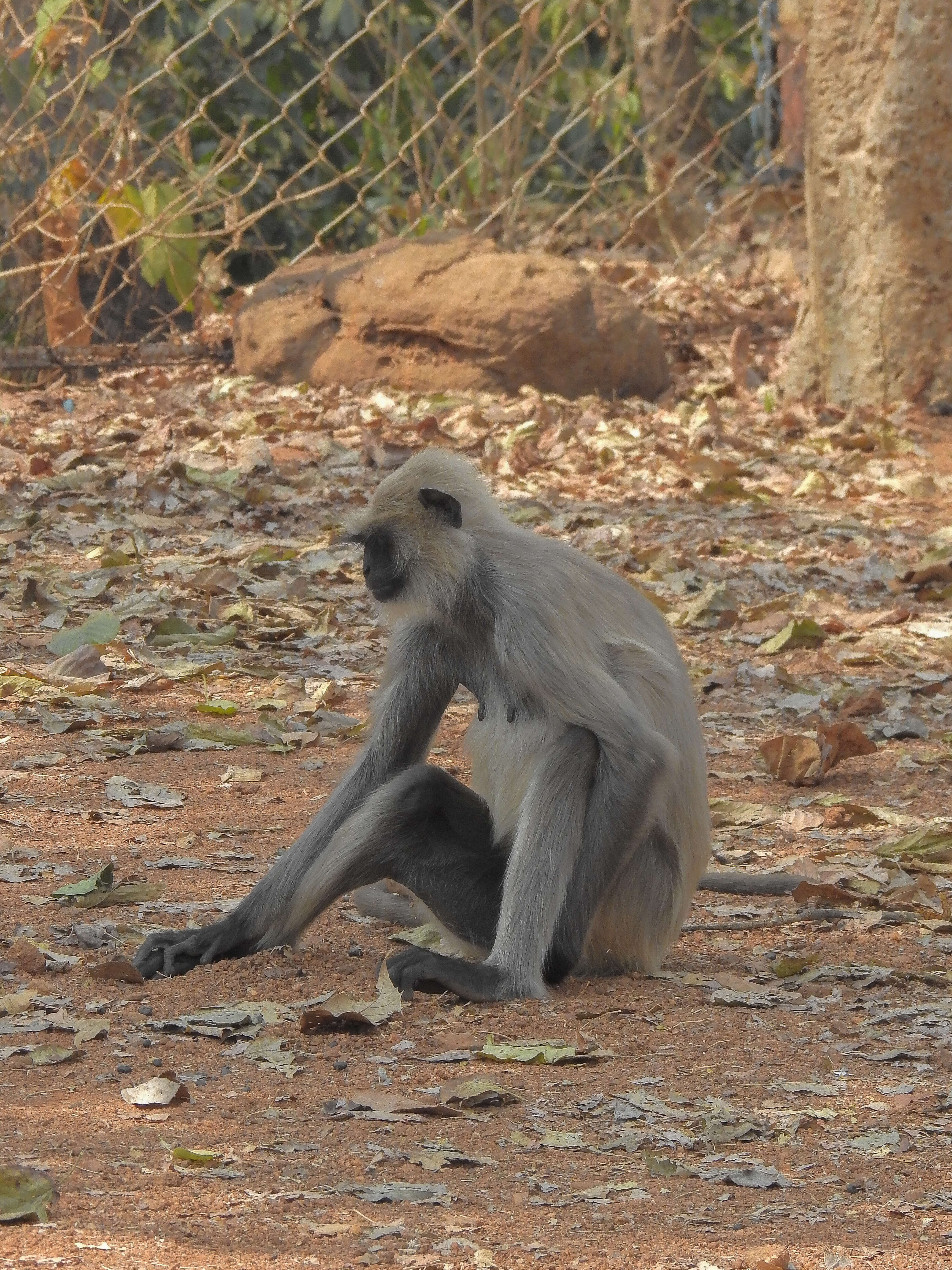 Image of Northern plains gray langur