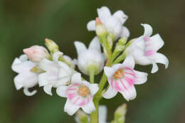 Image of flytrap dogbane