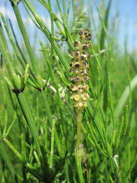 Image of Marsh Horsetail