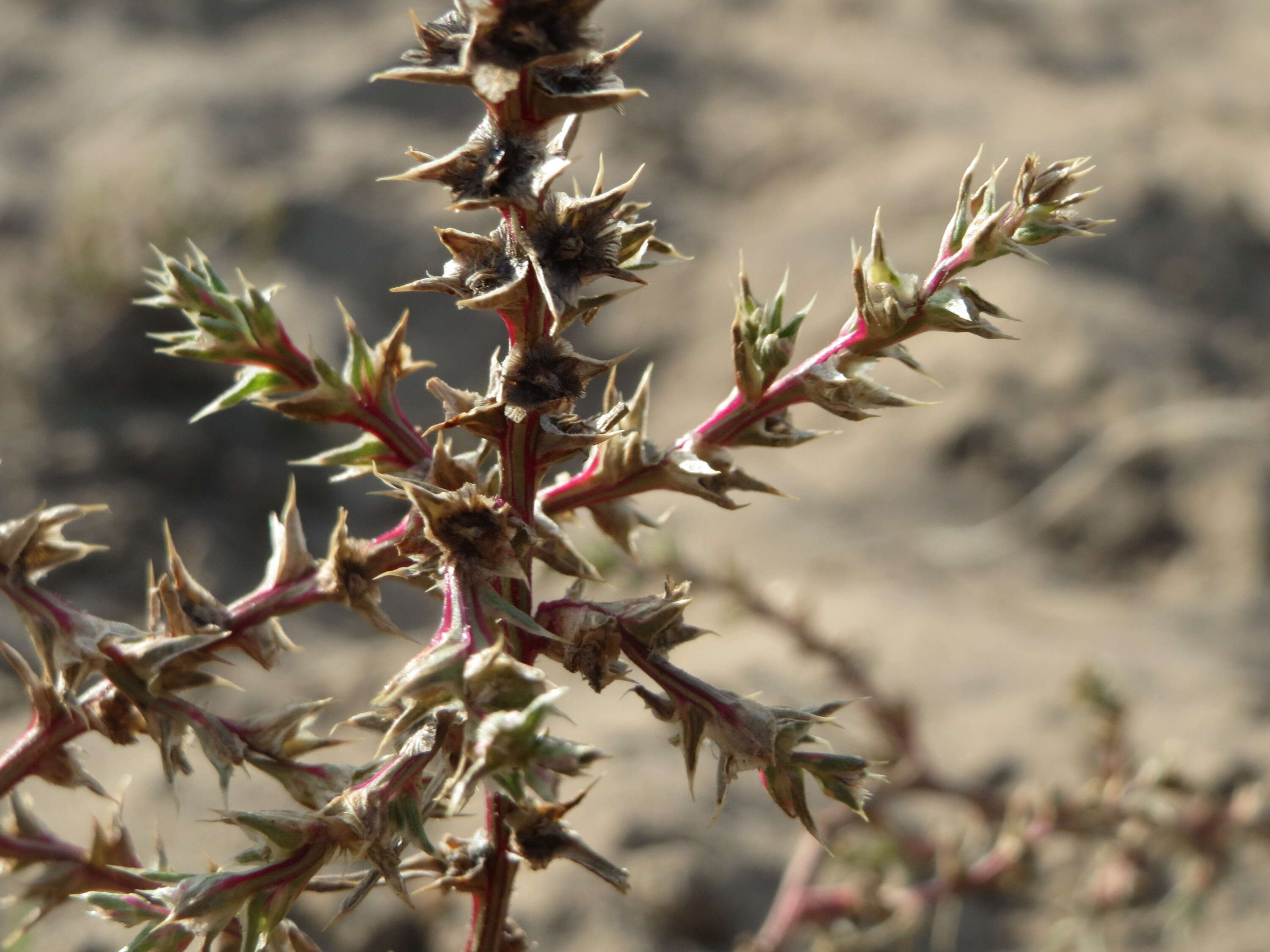 Image of Prickly Russian-Thistle