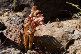 Image of clustered broomrape