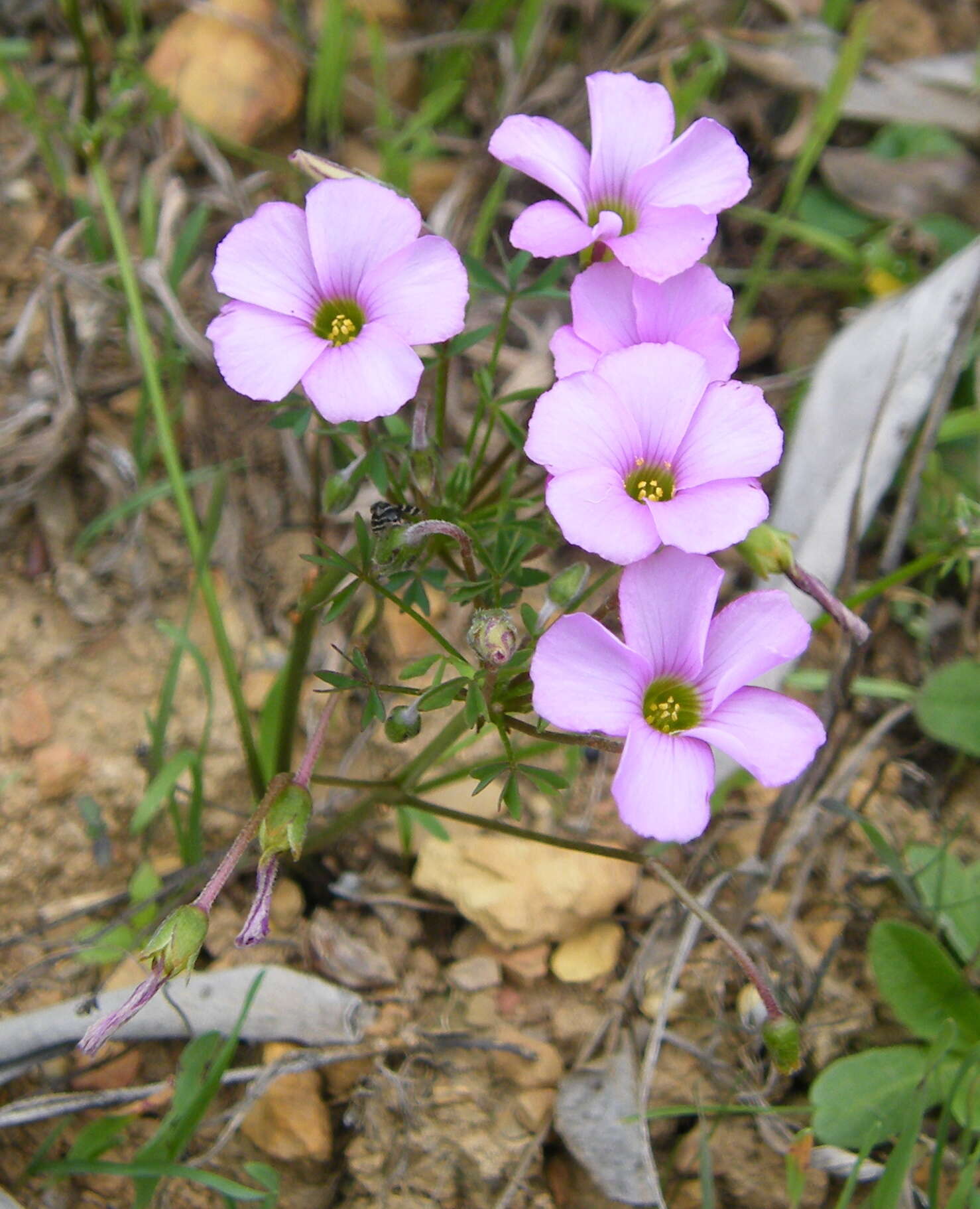 Imagem de Oxalis bifida Thunb.