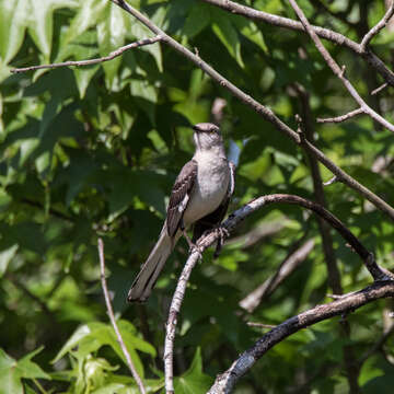 Image of Northern Mockingbird