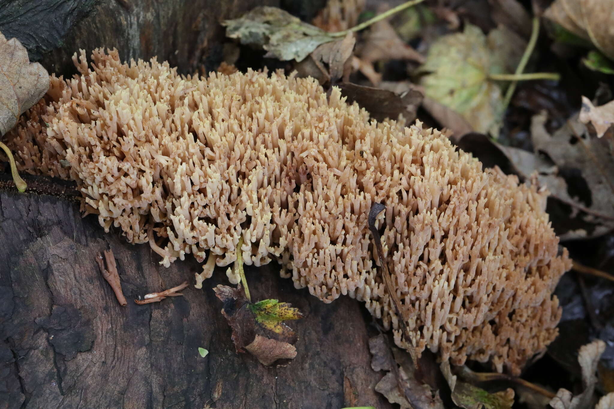 Слика од Ramaria stricta (Pers.) Quél. 1888