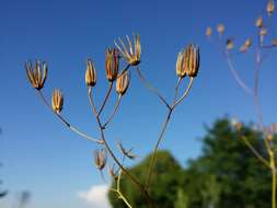 Image of smallflower hawksbeard