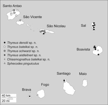 Image of Sphecodes Latreille 1804