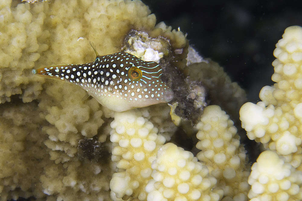 Image of Pufferfish