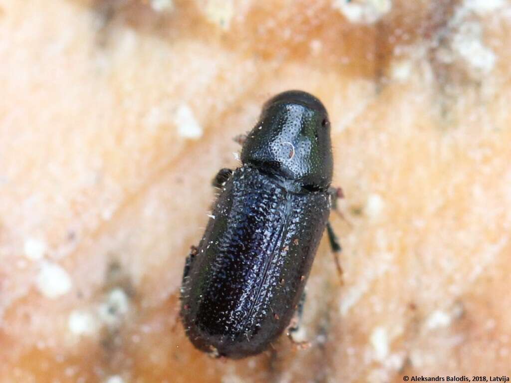 Image of Common pine shoot beetle