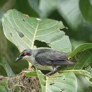 Image of Metallic Starling