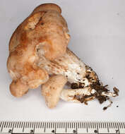 Image of Clitopilus geminus (Paulet) Noordel. & Co-David 2009