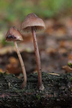 Image of Mycena haematopus (Pers.) P. Kumm. 1871