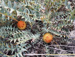 Image of Banksia catoglypta (A. S. George) A. R. Mast & K. R. Thiele