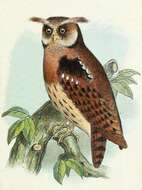 Image of Maned Owl