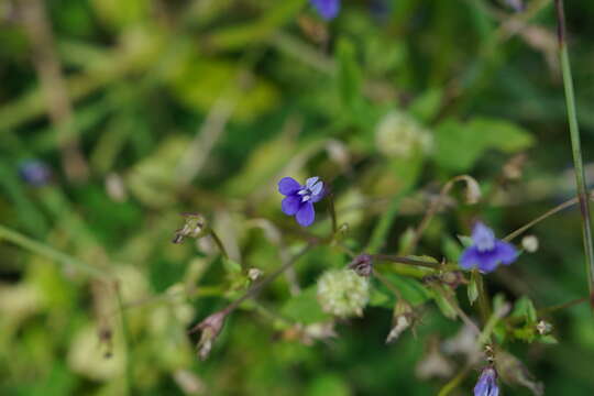 Lobelia alsinoides Lam. resmi