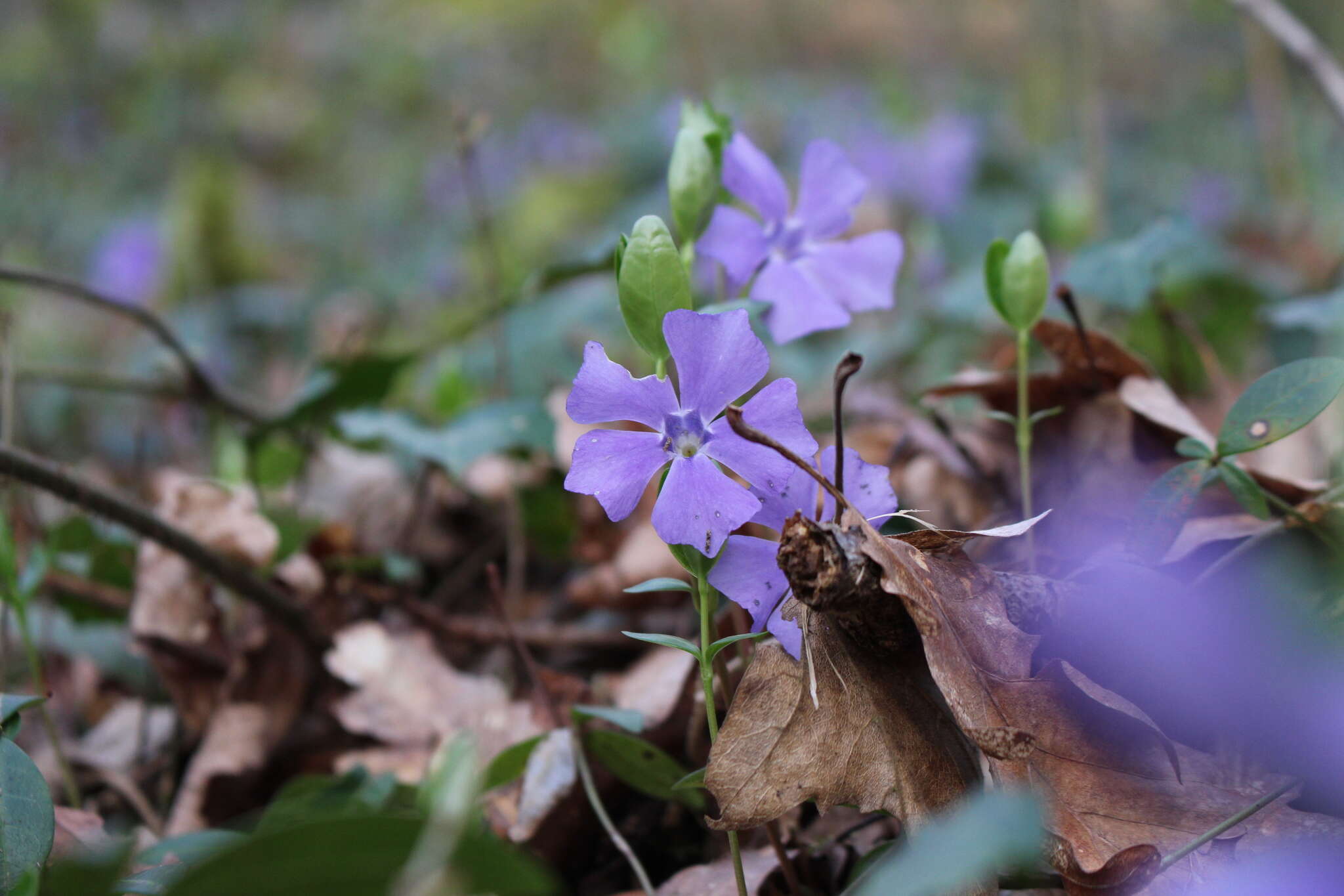 Image of Greater Periwinkle