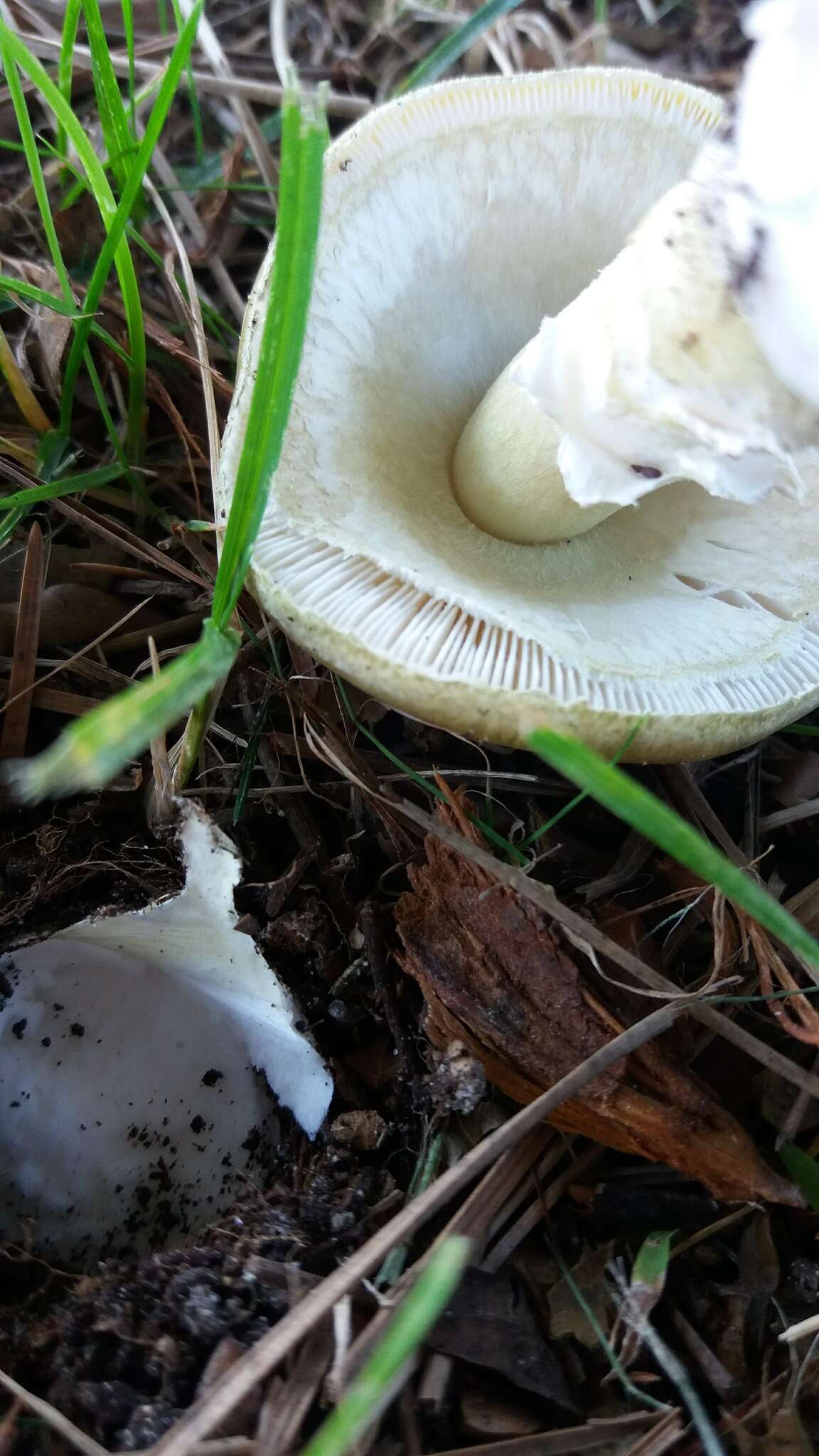 Image of Death cap