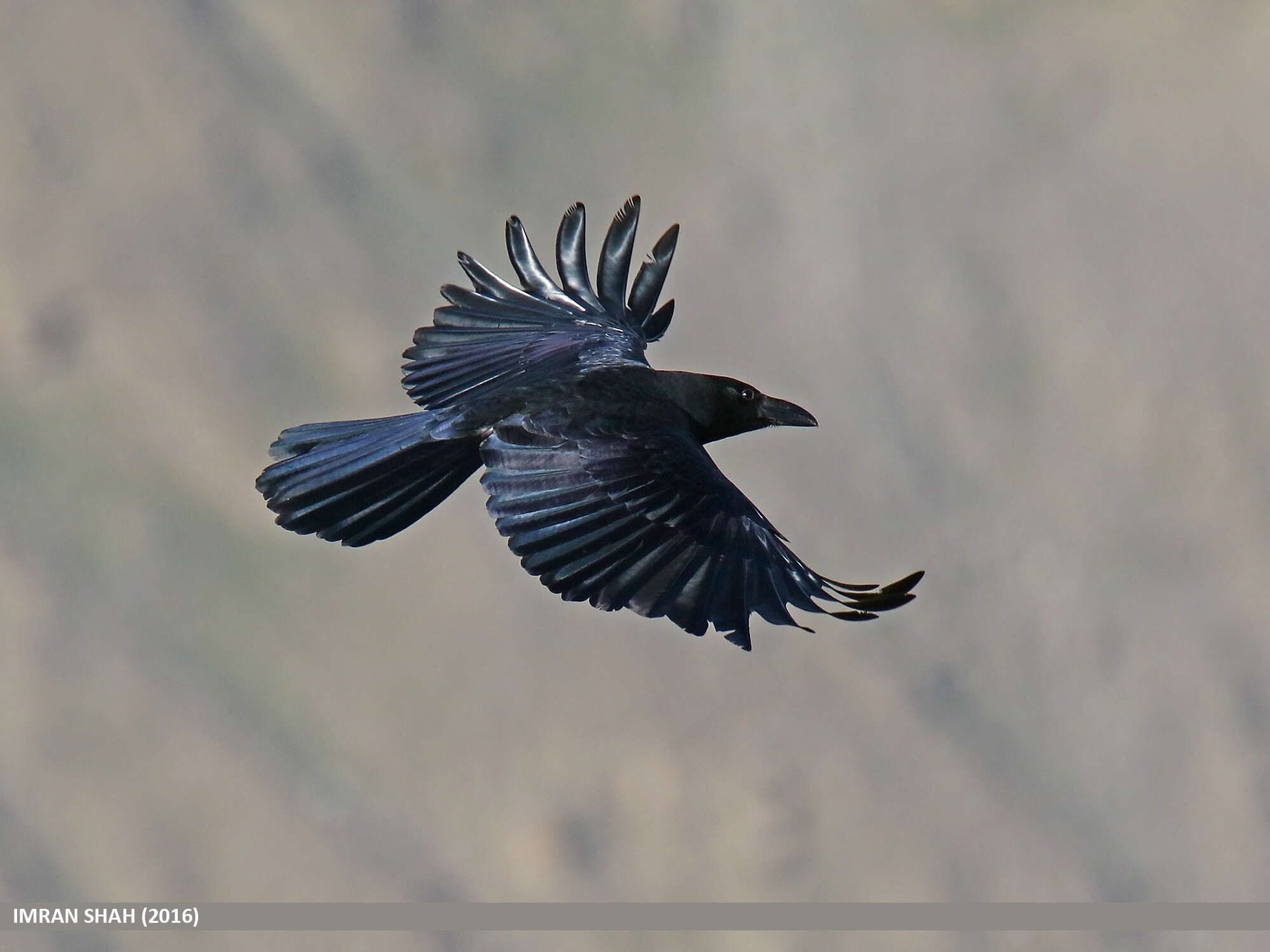 Слика од Corvus macrorhynchos Wagler 1827