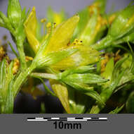 Imagem de Hypericum tetrapterum Fries