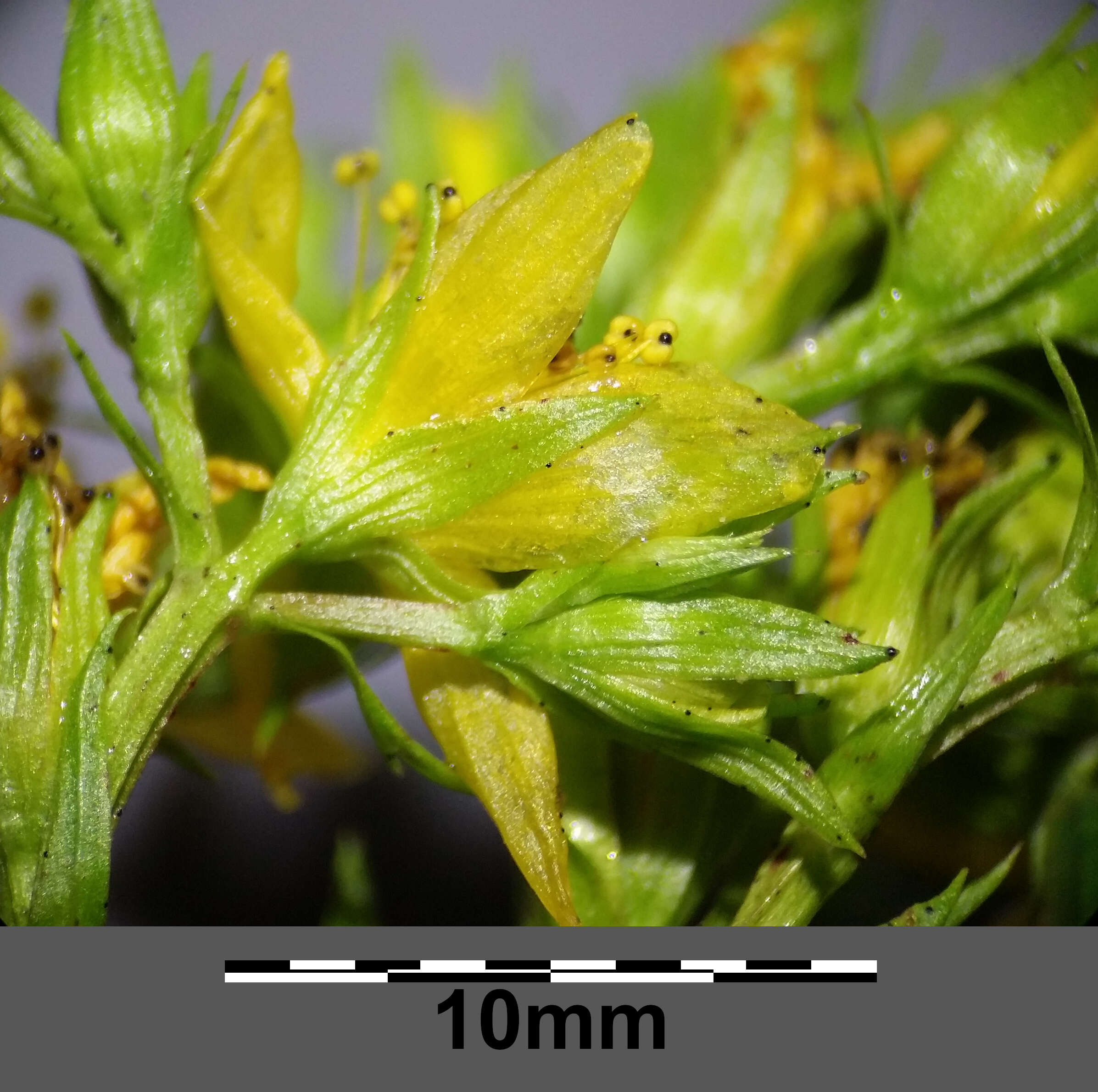 Imagem de Hypericum tetrapterum Fries