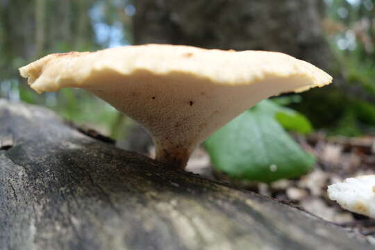 Image of Polyporus tuberaster (Jacq. ex Pers.) Fr. 1821