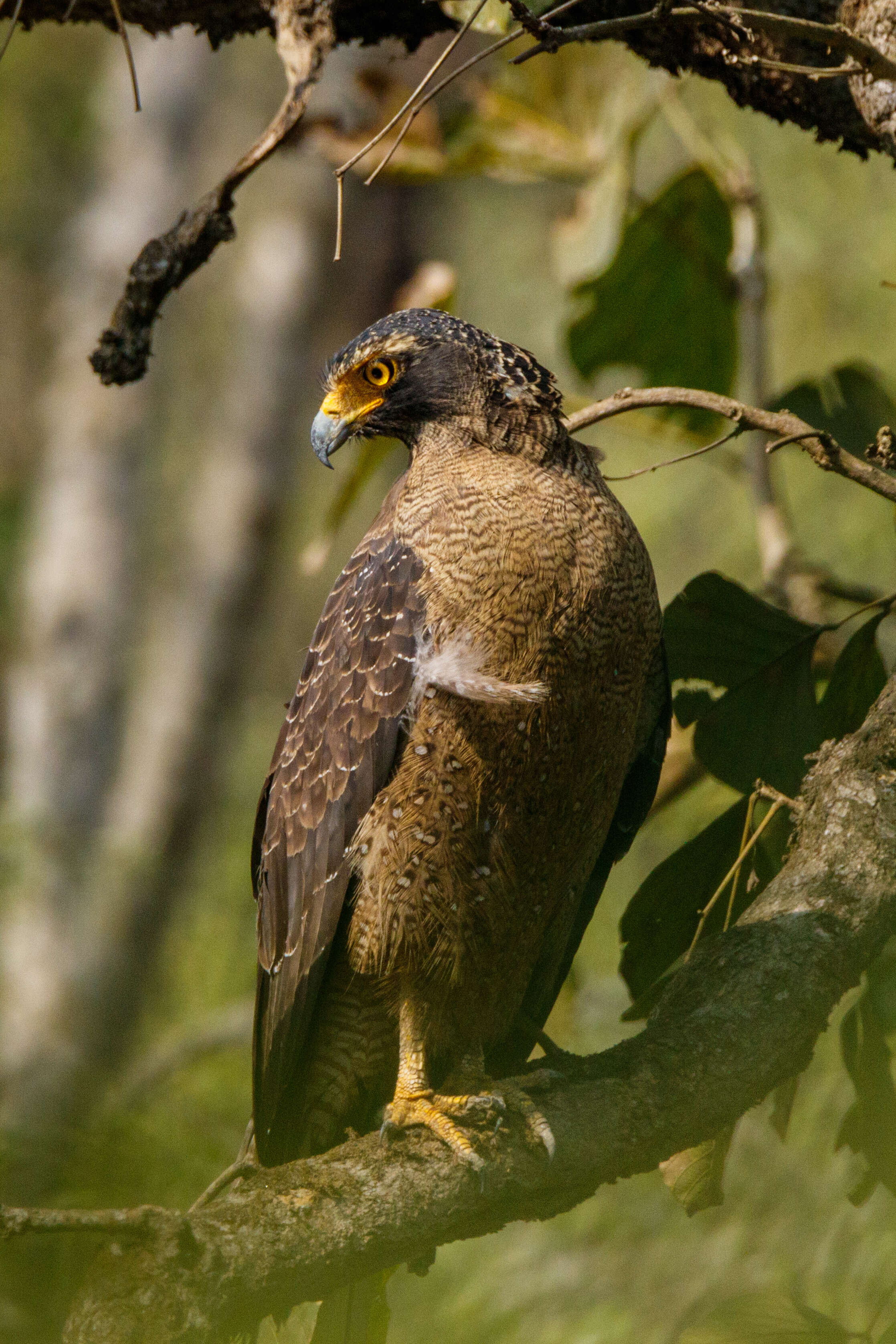 Imagem de Spilornis cheela (Latham 1790)