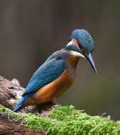 Image of Common Kingfisher