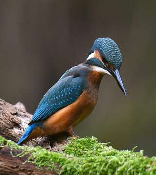 Image of Common Kingfisher