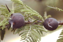 Image of Vachellia drepanolobium (Y. Sjöstedt) P. J. H. Hurter