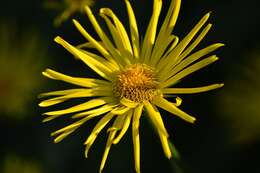 Imagem de Doronicum orientale Hoffm.