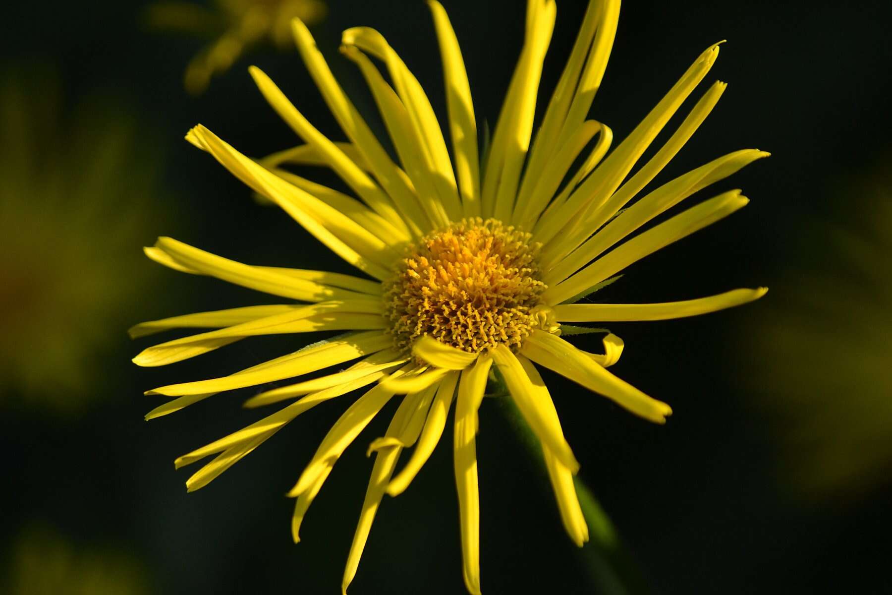 Imagem de Doronicum orientale Hoffm.