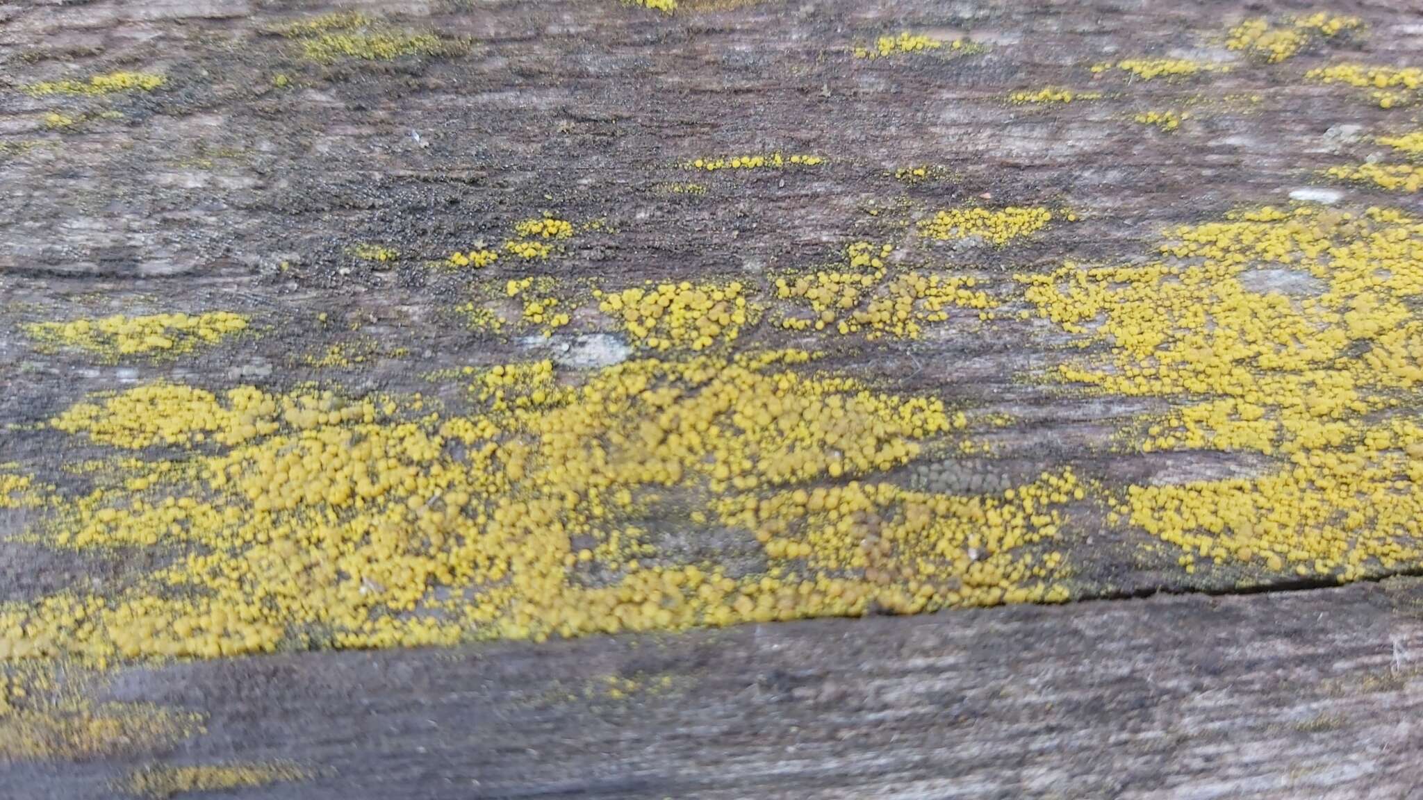 Image of eggyolk lichen