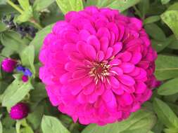 Image of Globe Amaranth