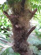 Image of Tree Fern Wig