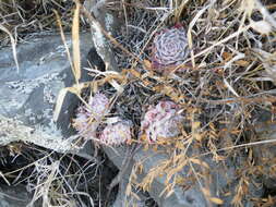 Image of hens and chicks