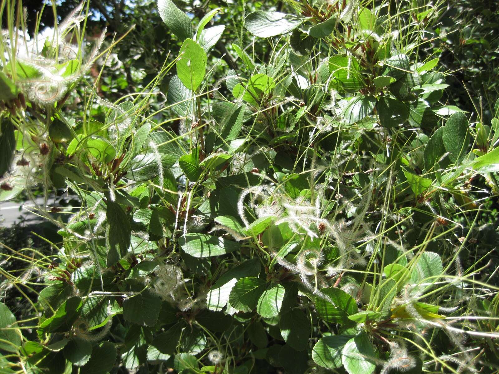 Image of mountain mahogany