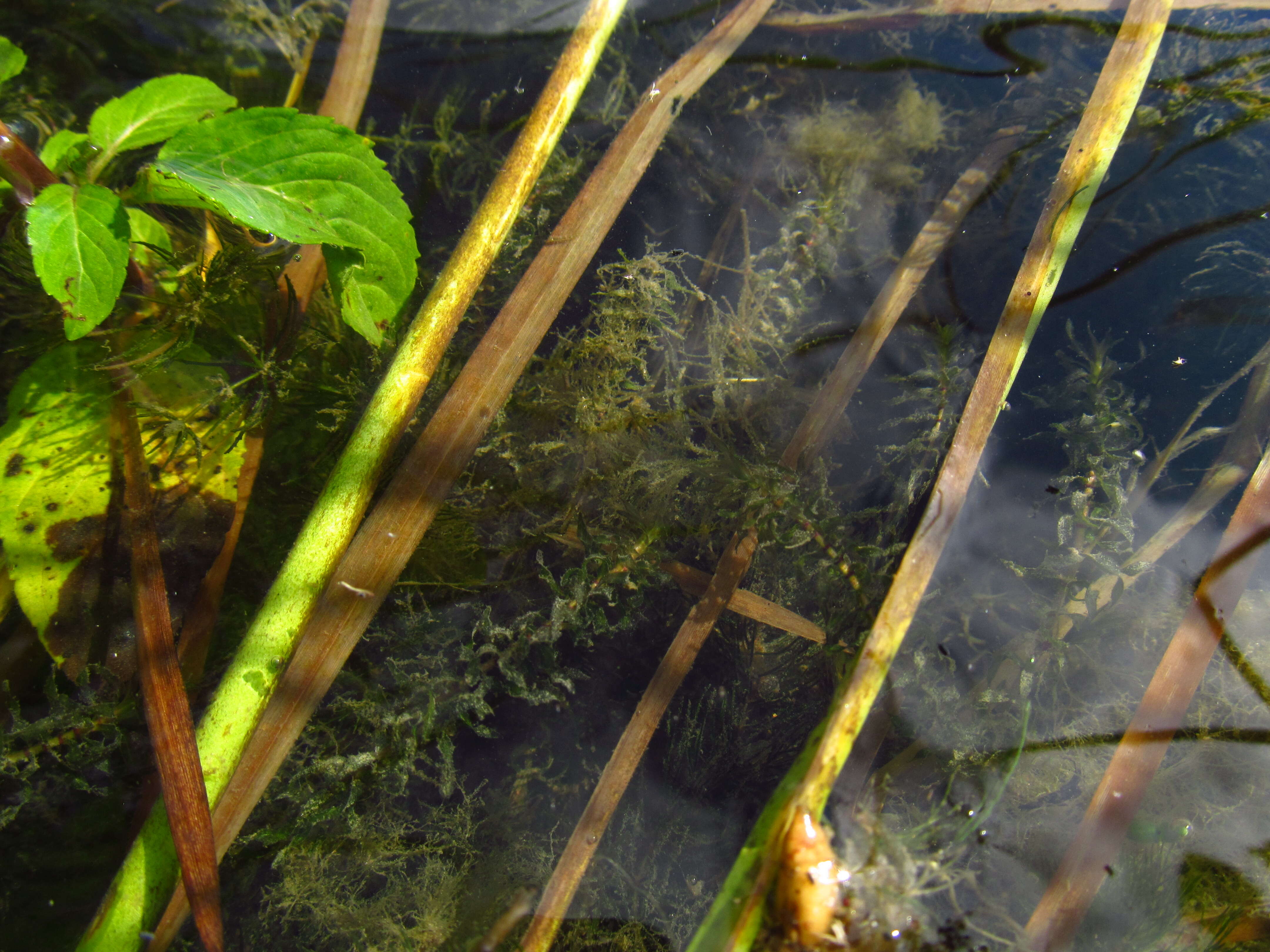 Image of western waterweed