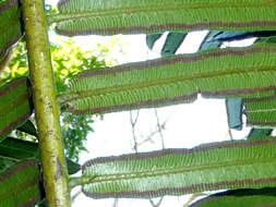 Image of angiopteris fern