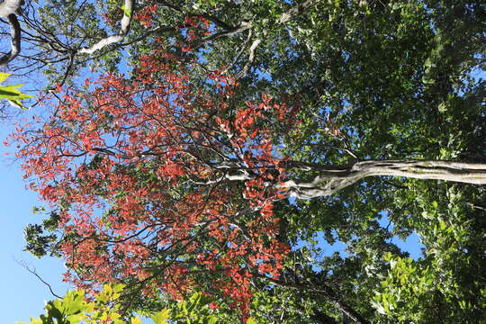 صورة Neoshirakia japonica (Siebold & Zucc.) Esser