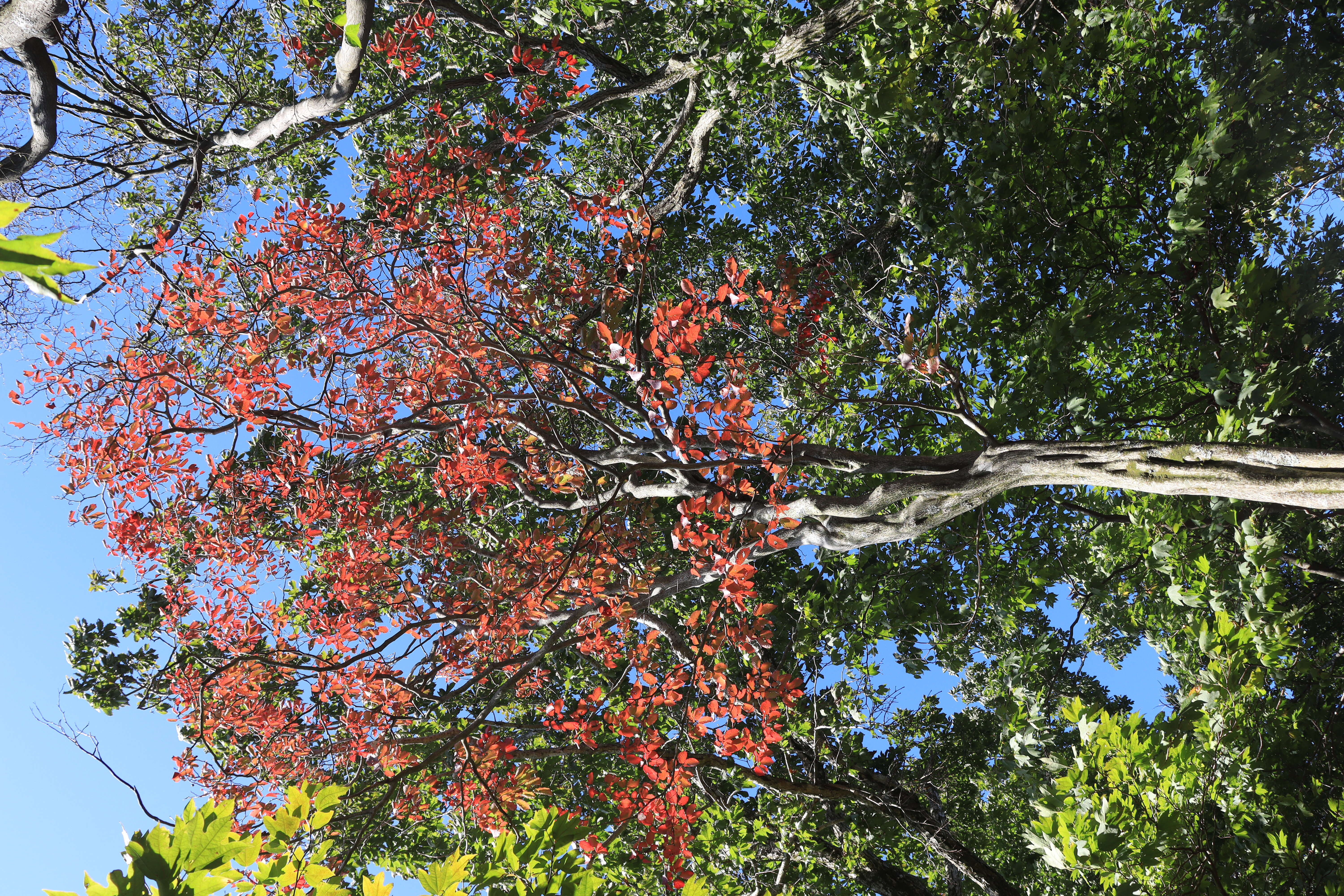 Image of Neoshirakia japonica (Siebold & Zucc.) Esser