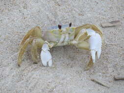 Image of Atlantic Ghost Crab