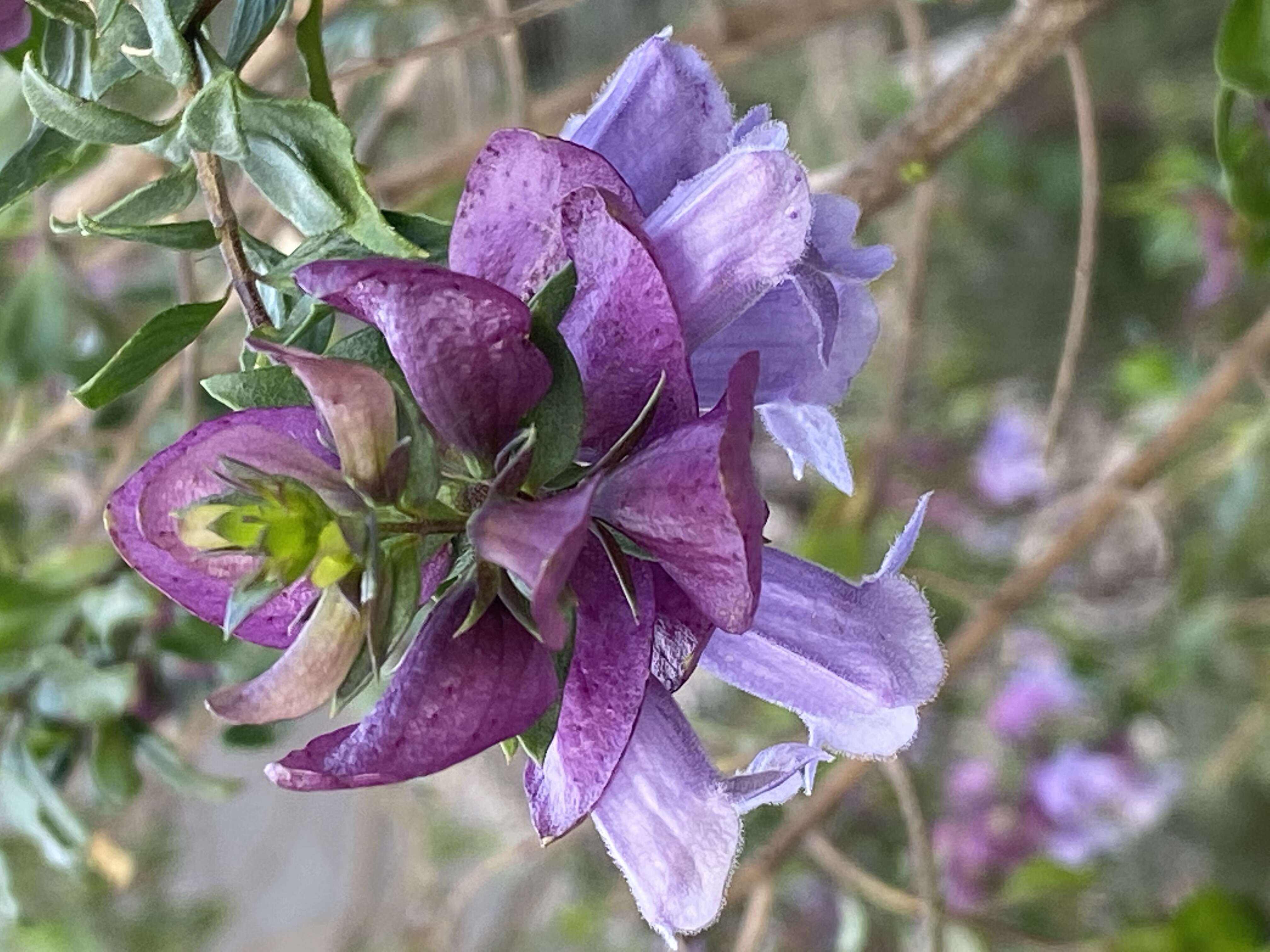 Imagem de Prostanthera magnifica C. A. Gardner