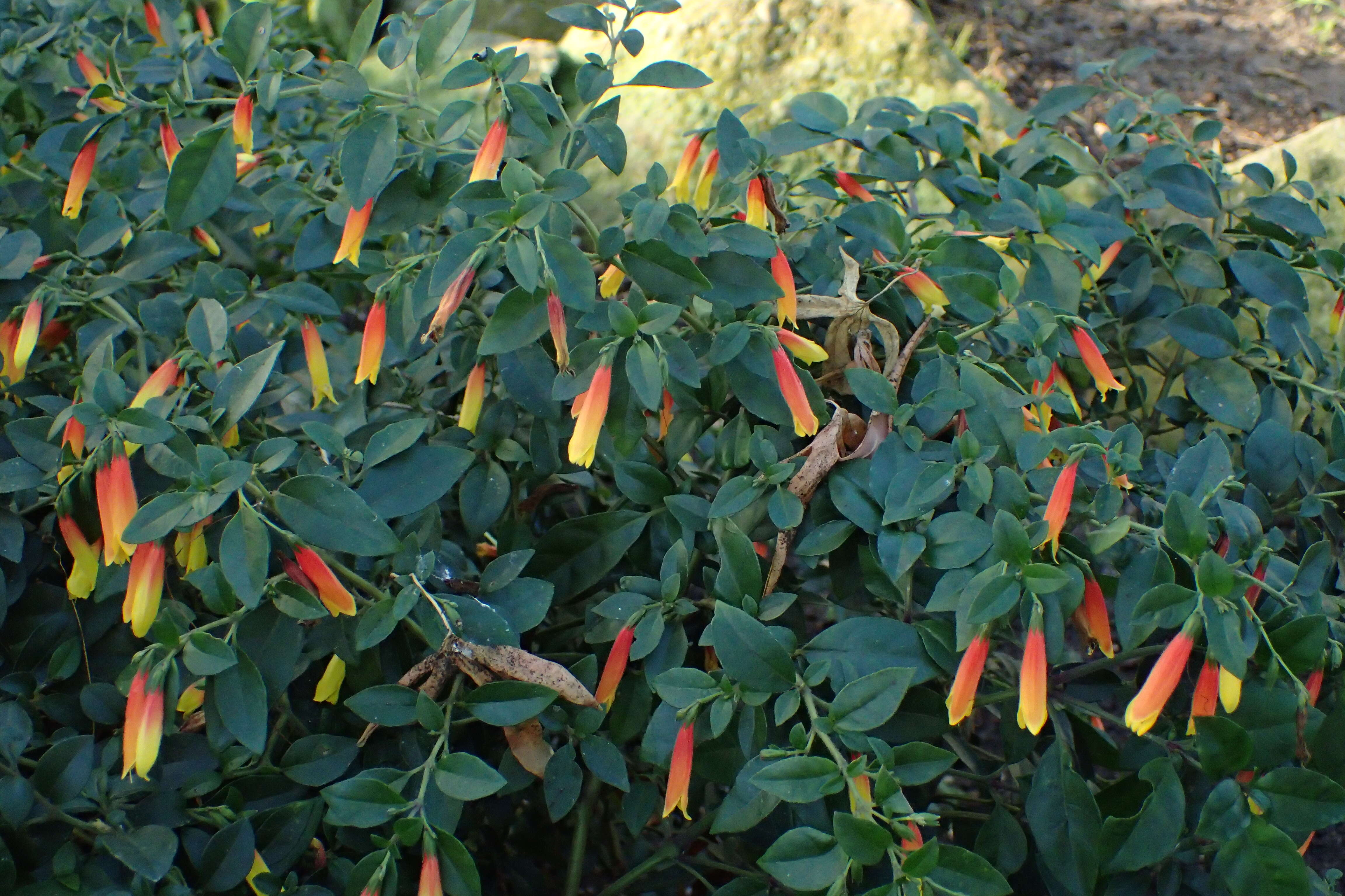 Image of Justicia floribunda (C. Koch) D. C. Wassh.