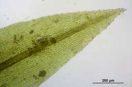 Image of pohlia moss